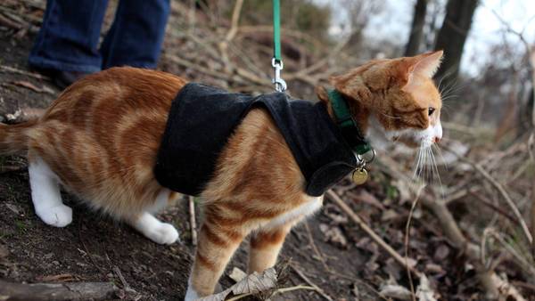 How To Leash Train A Cat: